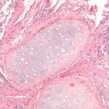 Data Challenges Digilut