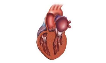 cardihack
