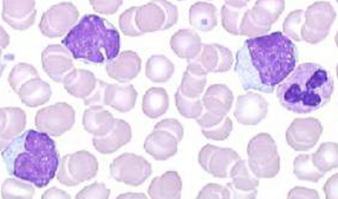 cytologia