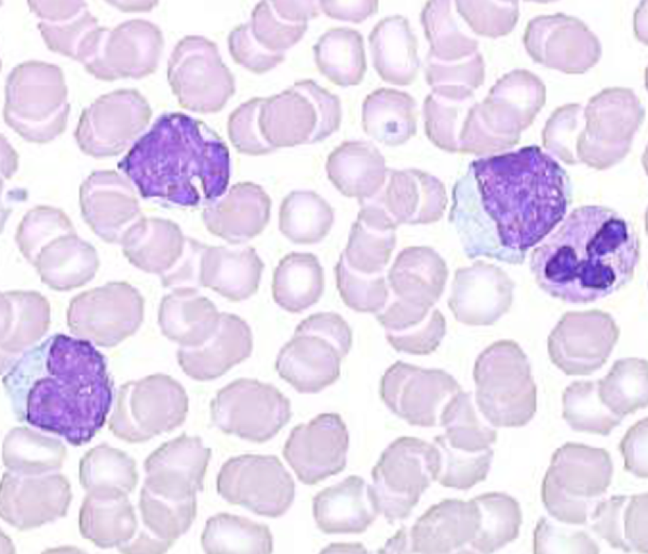 cytologia
